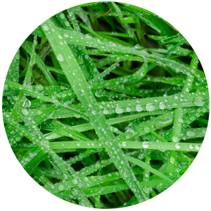 sweetgrass hydrosol hierochloe odorata